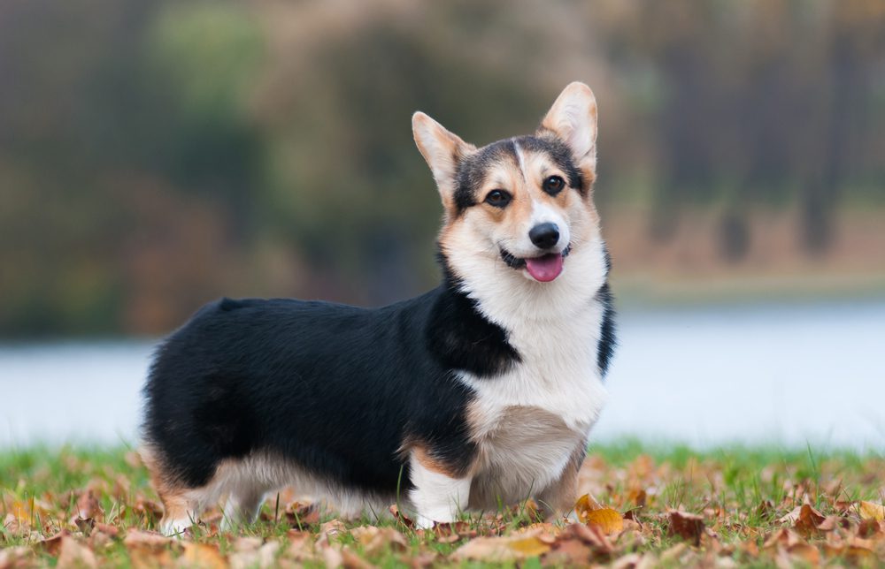 Total Vet Pembroke welsh corgi