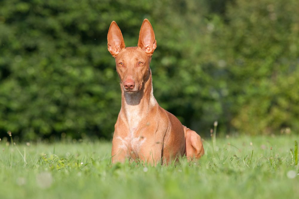 Total Vet Pharaoh hound