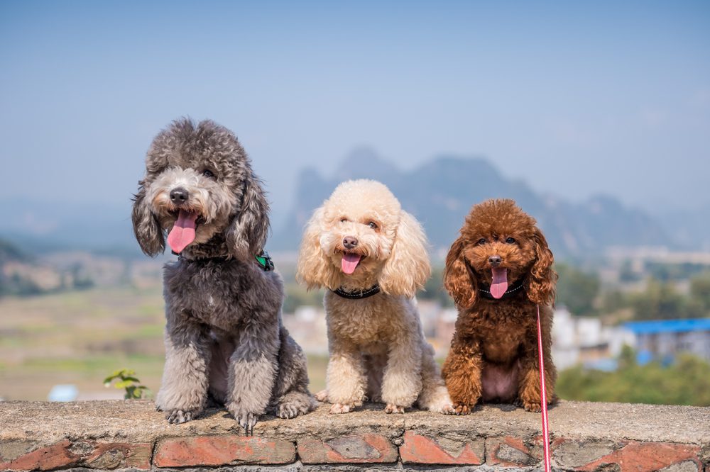 Total Vet Poodles