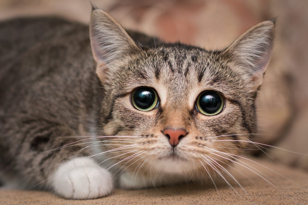 possible side effects of cat probiotics