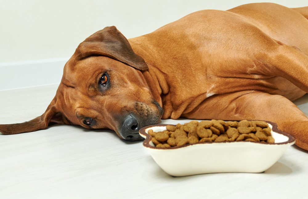 Four Leaf Rover Joint Care Total Vet Potential Side Effects and Risks of Amoxicillin for Dogs