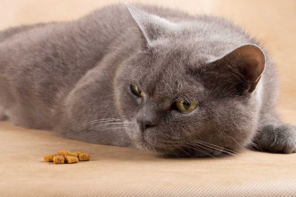 Total Vet Potential Side Effects and Risks of Benadryl for Cats