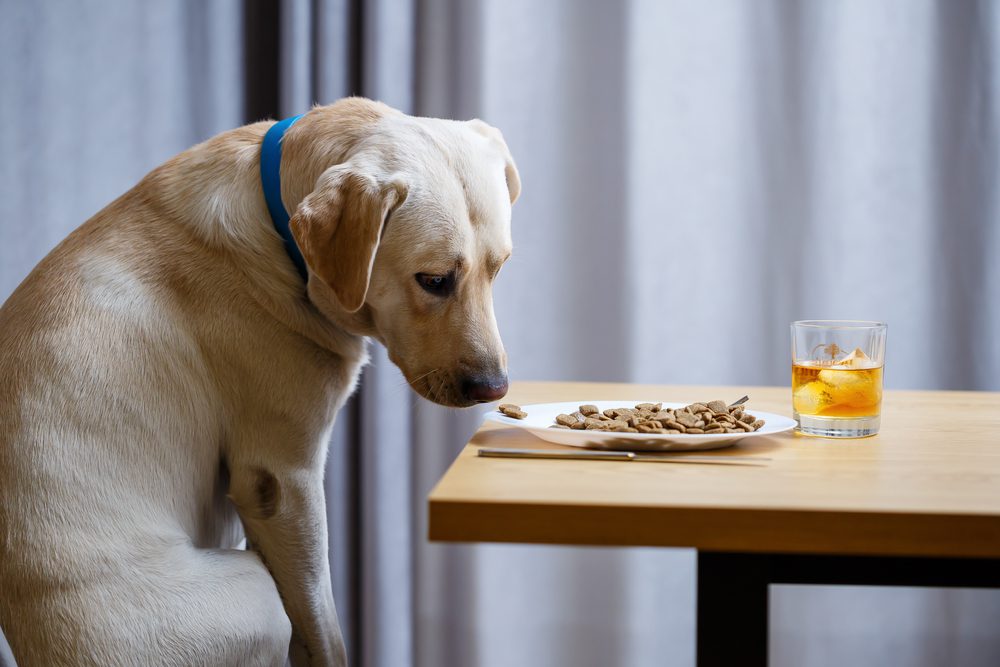 Total Vet Potential Side Effects and Risks of Clavamox for Dogs