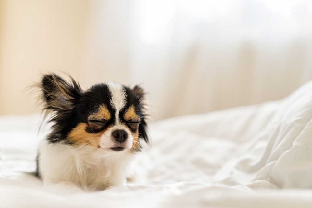 Four Leaf Rover Yeast Guard Plus Total Vet Potential Side Effects and Risks of Gabapentin for Dogs