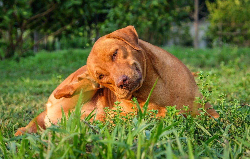 Prf Total Vet Potential Side Effects and Risks of Galliprant for Dogs