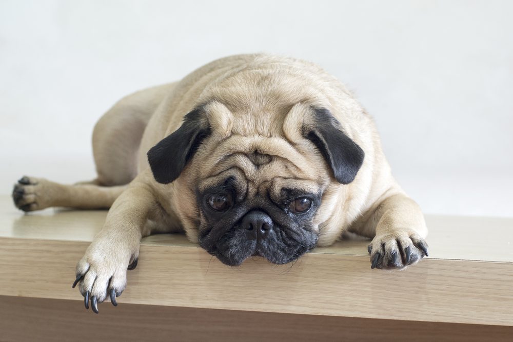 Prf Total Vet Potential Side Effects and Risks of Imodium for Dogs