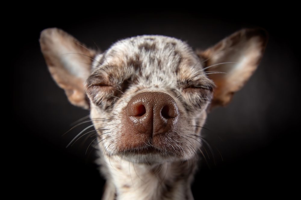 Potential Side Effects and Risks of Melatonin for Dogs