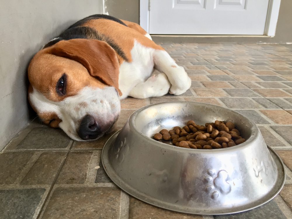 Total Vet Potential Side Effects and Risks of Panacur for Dogs
