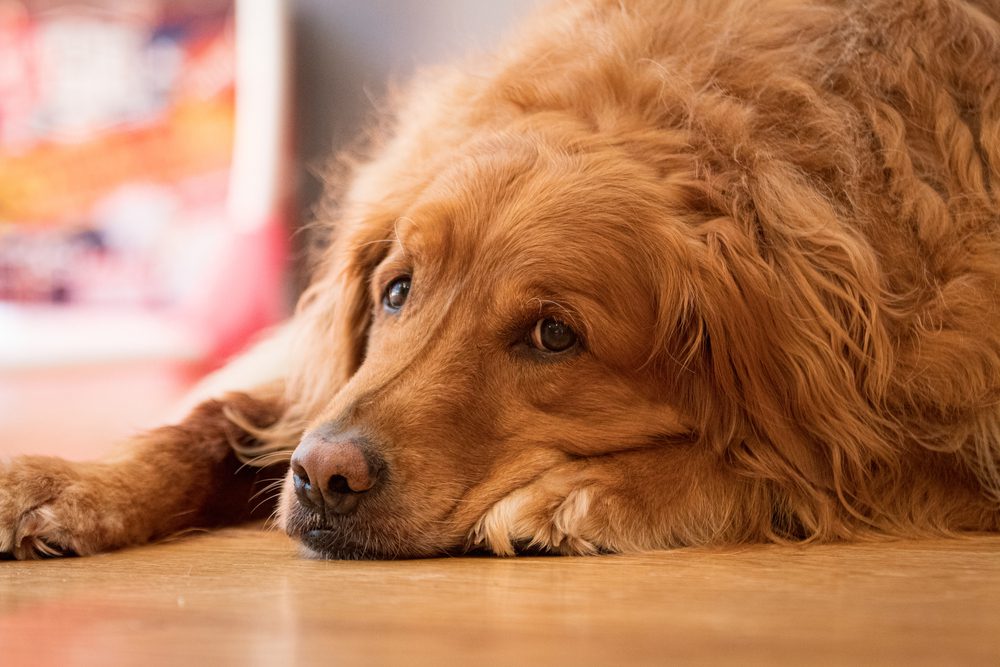 We are taking you to Amazon Total Vet Potential Side Effects and Risks of Trazodone for Dogs
