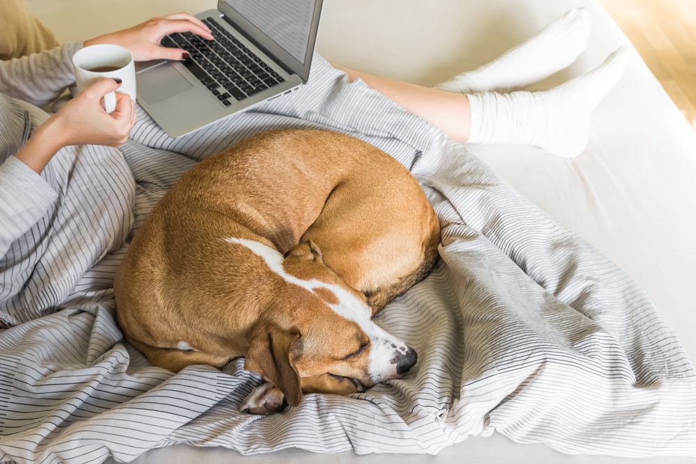 Total Vet Prednisone Alternatives for Dogs