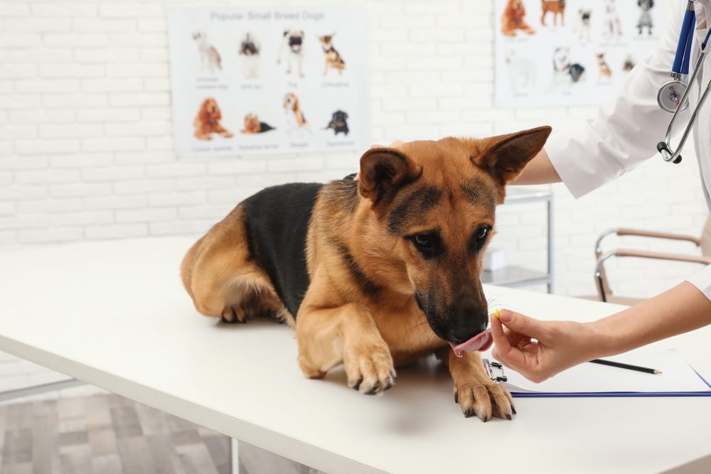 Total Vet Prednisone Dosage for Dogs
