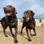 Previcox for Dogs