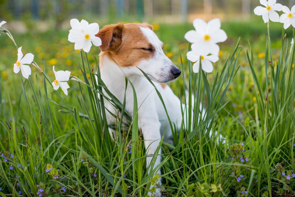 Total Vet probiotics for dog allergies