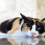 Probiotics For Cats With IBD