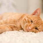 Probiotics For Cats With Pancreatitis
