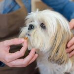 probiotics for puppies