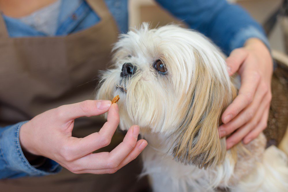 WomanOfferingTabletToDog Total Vet probiotics for puppies