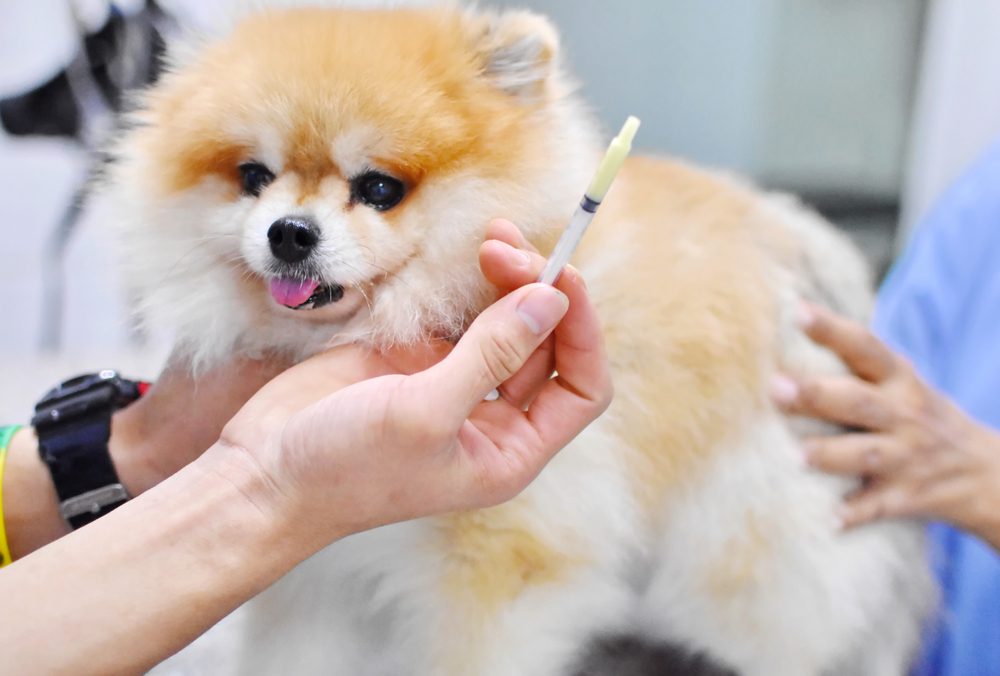 Total Vet Rimadyl Dosage for Dogs