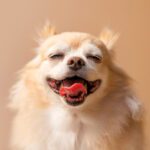 Rimadyl for Dogs
