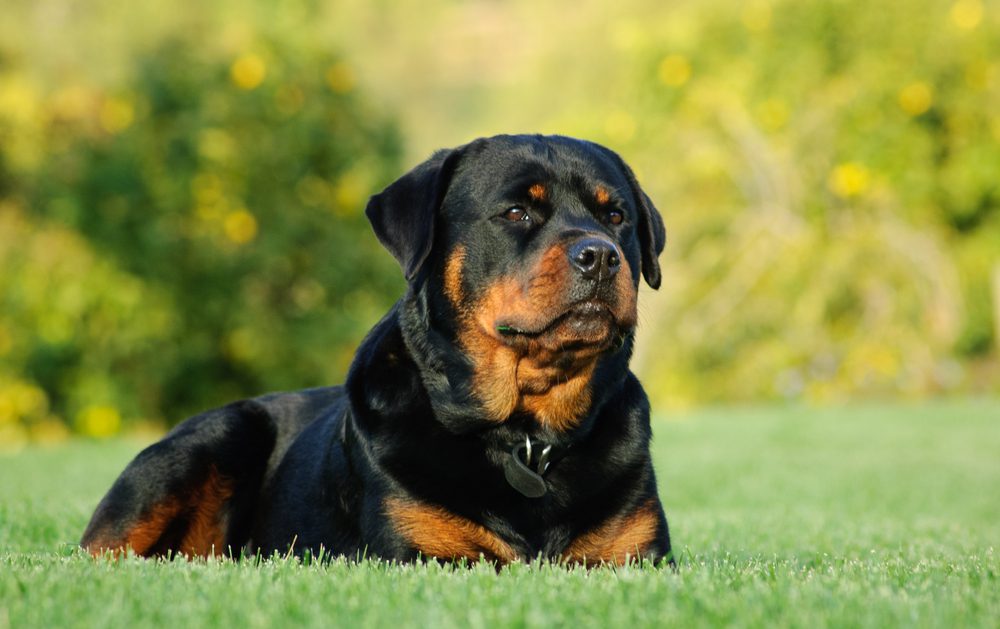 Total Vet Rottweiler