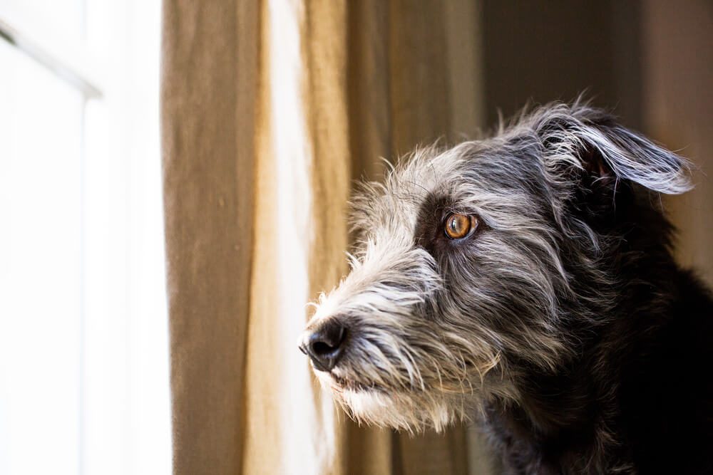 SeparationAnxietyinDogsExplainedCausesTreatmentandPrevention Total Vet Separation Anxiety in Dogs