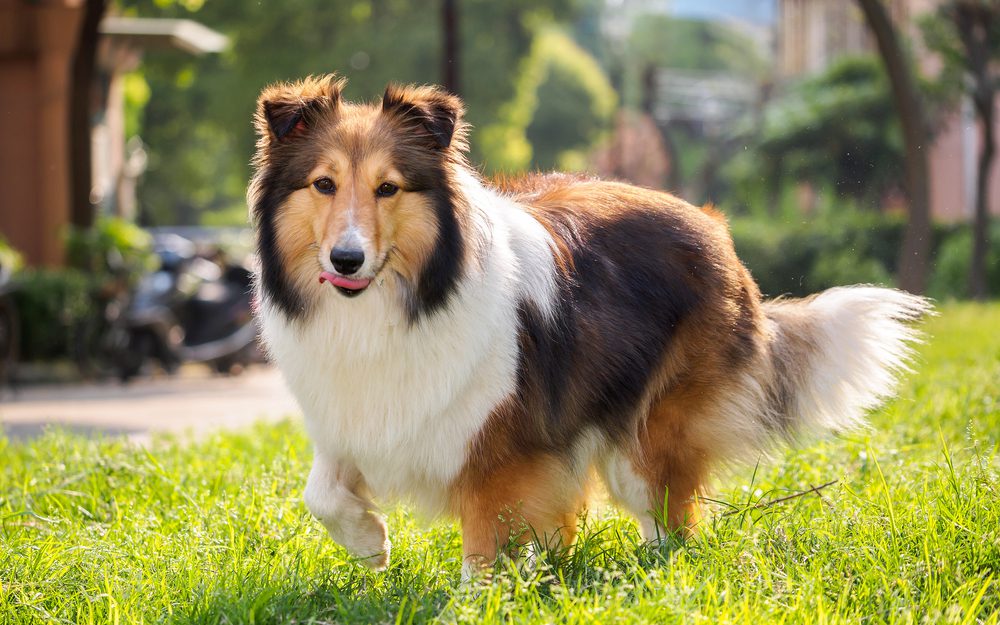 Total Vet Shetland Sheepdog