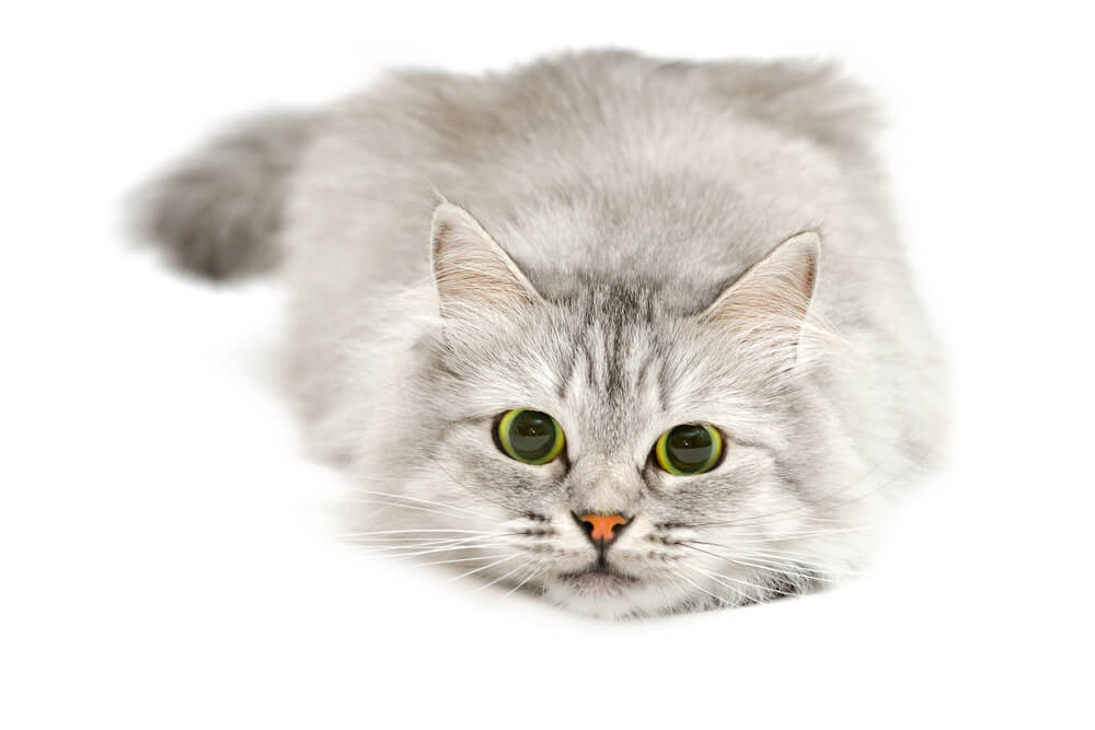 Total Vet Should I be Worried If My Cats Eyes are Dilated for a Long Time