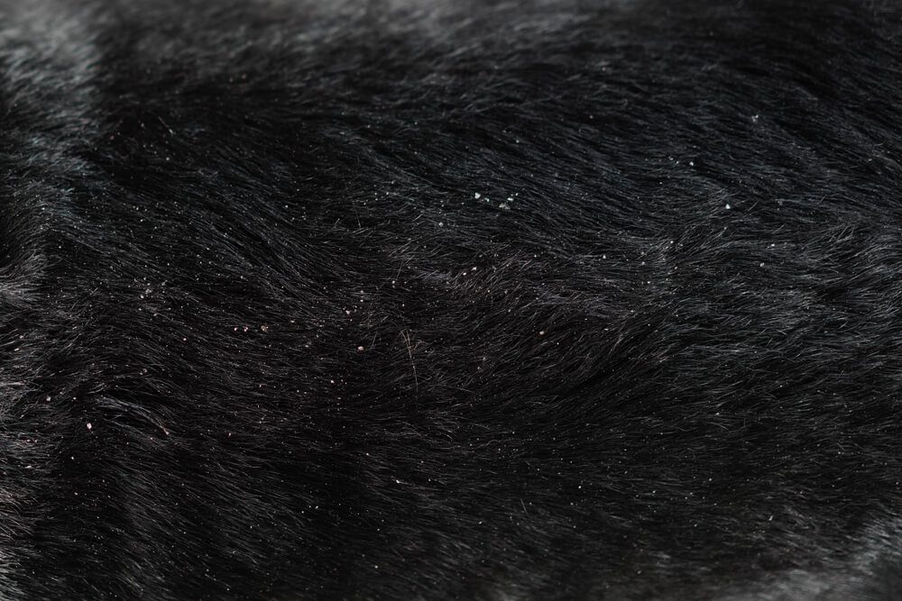 Total Vet Should I be Worried if My Dog has Dandruff