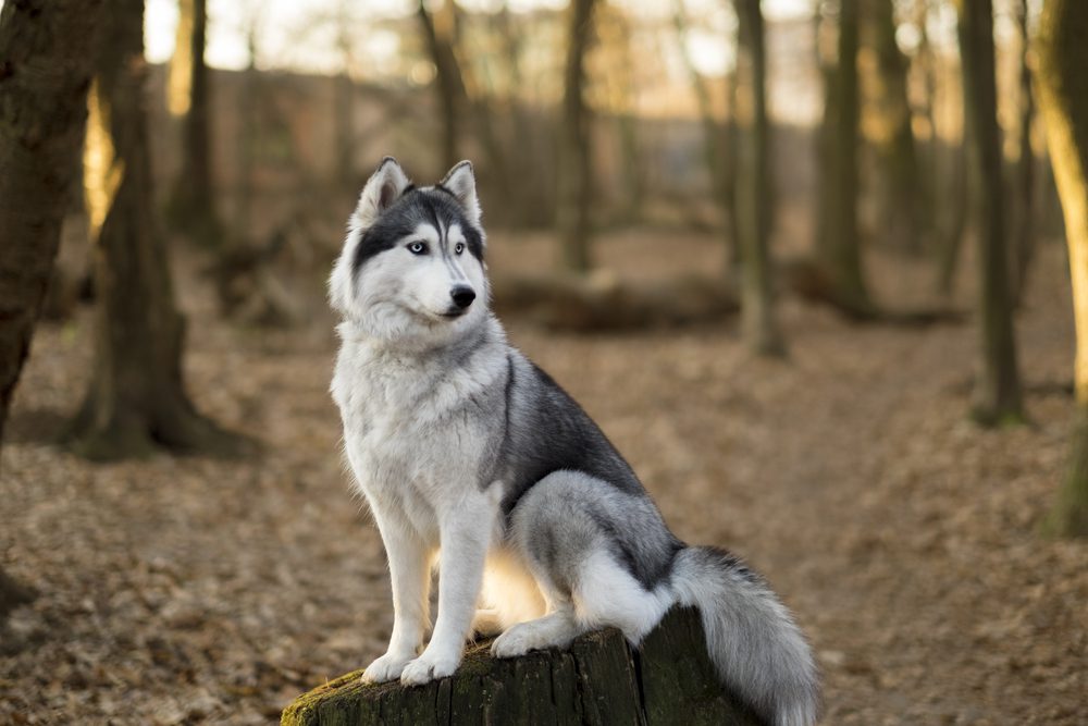 Total Vet Siberian Husky