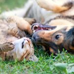 Simparica for Dogs and Cats