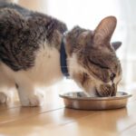 cat eating solid gold cat food