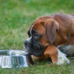 Stella And Chewy Dog Food