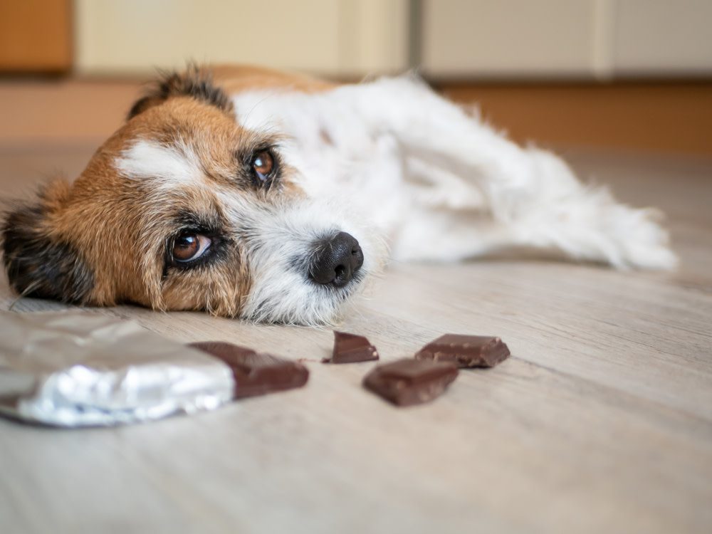 Symptoms of an Upset Stomach in Dogs