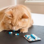 probiotics for cats with diarrhea