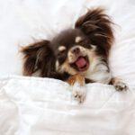 Hyaluronic Acid for Dog