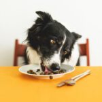 Dog Food