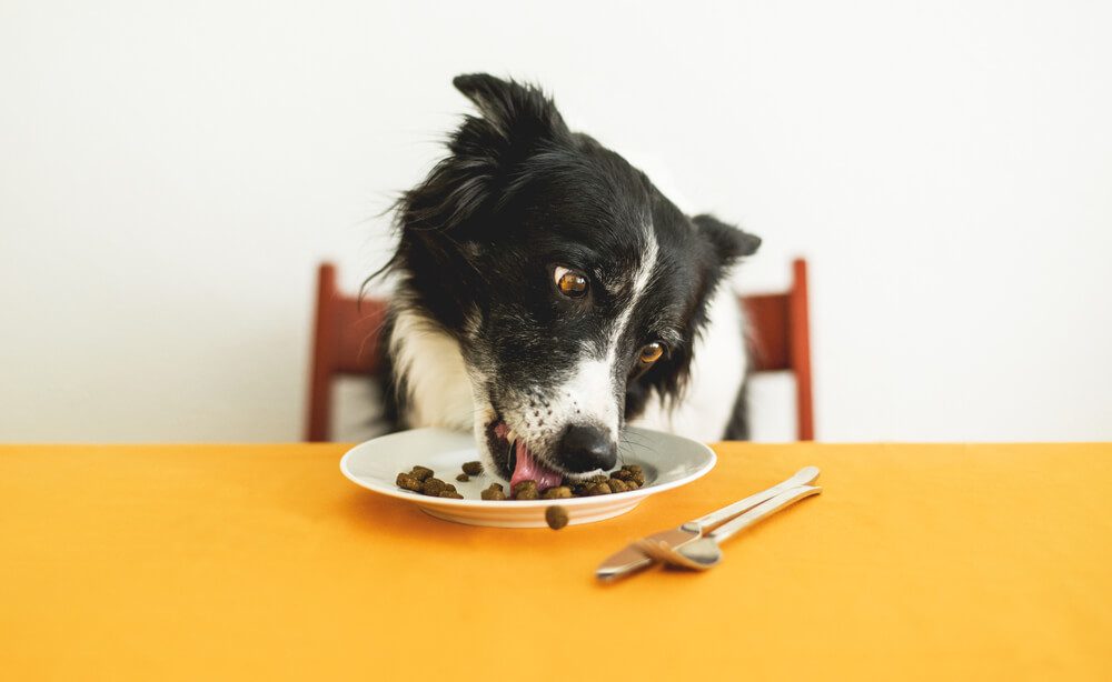 TheBest12DogFoodsAccordingtoaVeterinarian Total Vet Dog Food