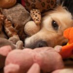 dog lying with his stuffed toys
