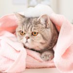 cat wrapped up in a towel after getting a bath