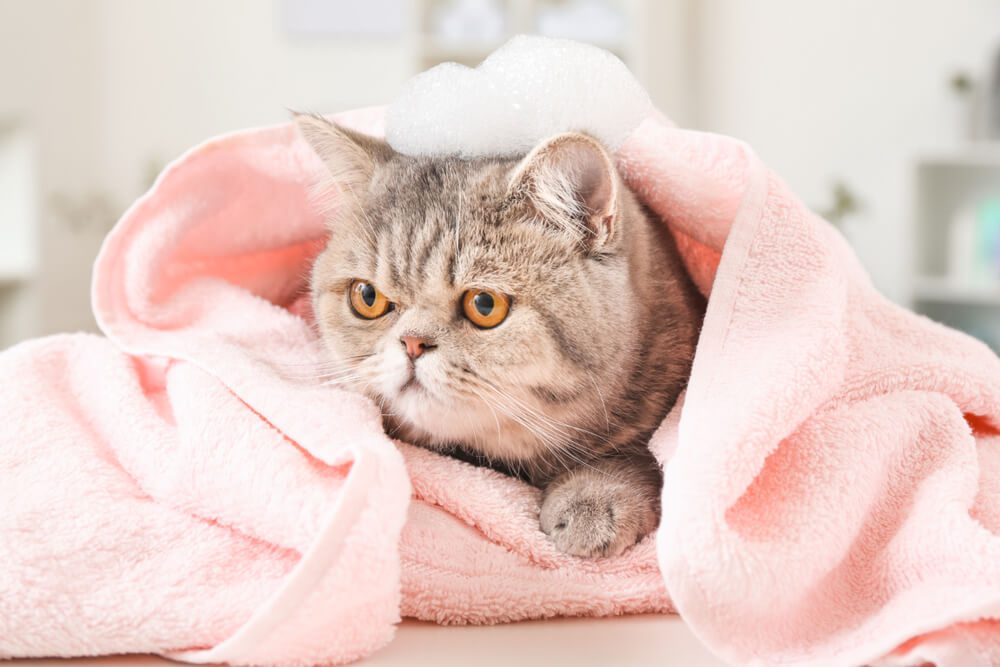 TheBest6CatShampoosOurTopPicksReviews Total Vet cat wrapped up in a towel after getting a bath