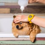 Dog Shampoo