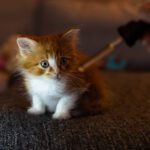CBD for cats