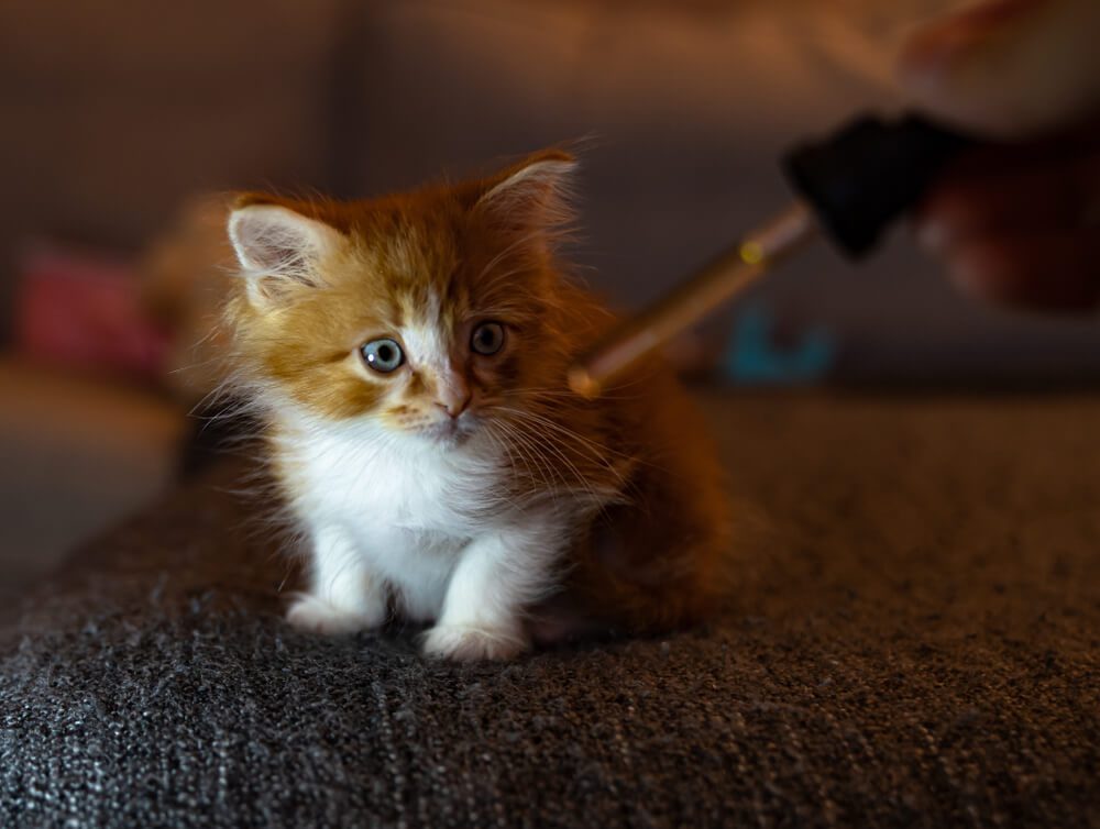 TheBestCBDforCatsTop7ProductReviews1 Total Vet CBD for cats