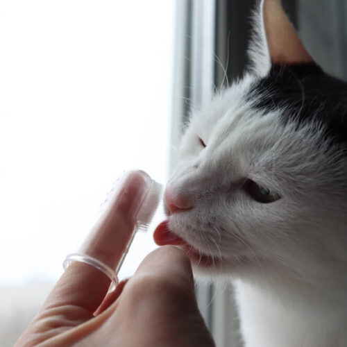 Cat licking cat toothpaste
