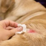 atopic dermatitis