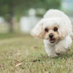 Shih Poo