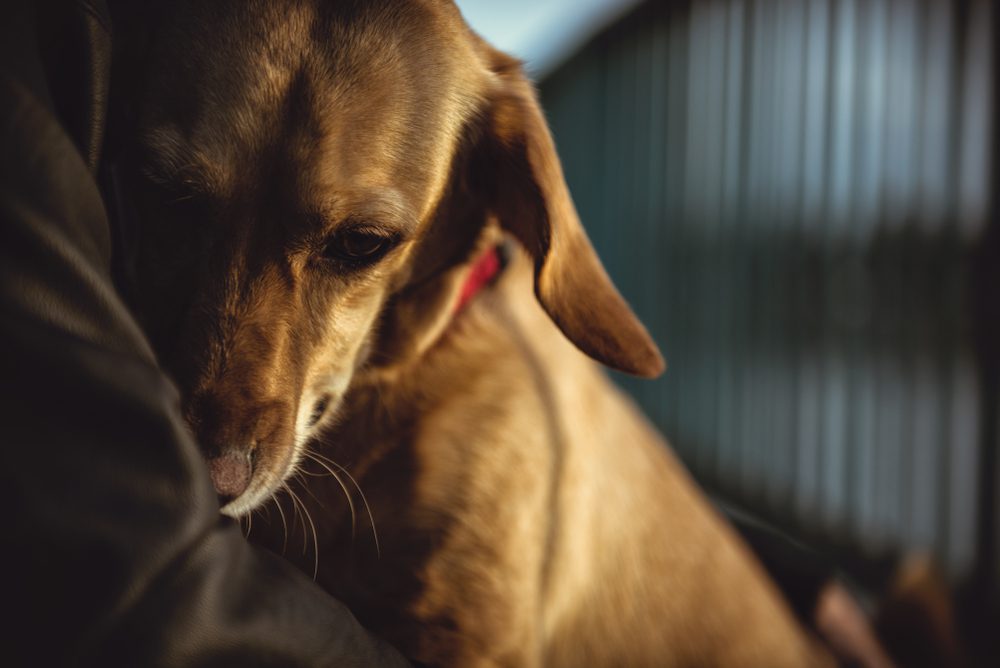 We are taking you to Amazon Total Vet tradozone for calmness and relaxation in dogs