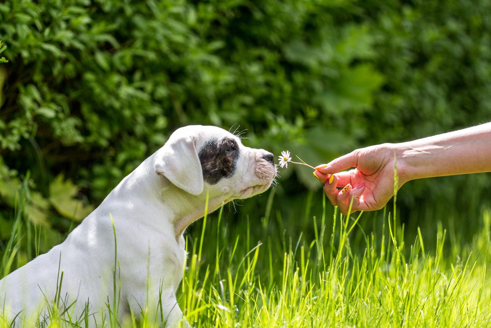 Total Vet treating a dogs skin allergies