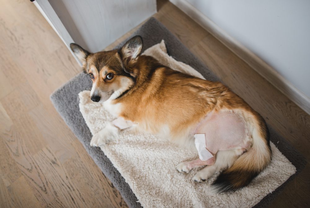 Total Vet Treatment Options for Hot Spots on Dogs