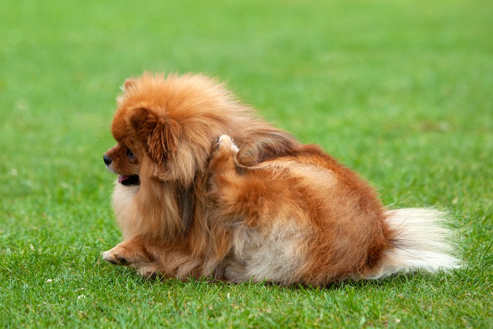 Total Vet Types of Parasites That Cause Dog Allergies